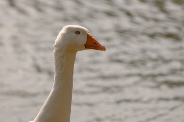 Güneşli bir günde Emden Goose. Evcil bir beyaz kaz portresi.