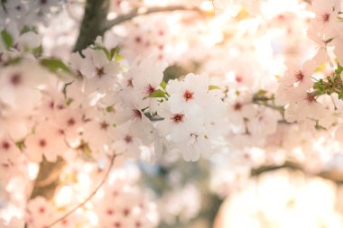 Çiçek açan kiraz çiçeklerine yaklaş. Bahar sakura ağaçları açar. Seçici odaklı ilkbahar arkaplanı