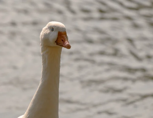 Emden Goose Sunny Day Portrait Domestic White Goose —  Fotos de Stock