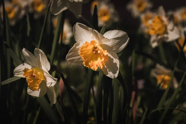 Close Beautiful Flowers Daffodils Spring Bloom Yellow Flowers Dark Blurry — Stock fotografie