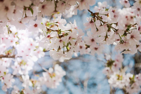 Close Beautiful Flowers Blooming Cherry Spring Bloom Sacura Trees Springtime — Stock fotografie
