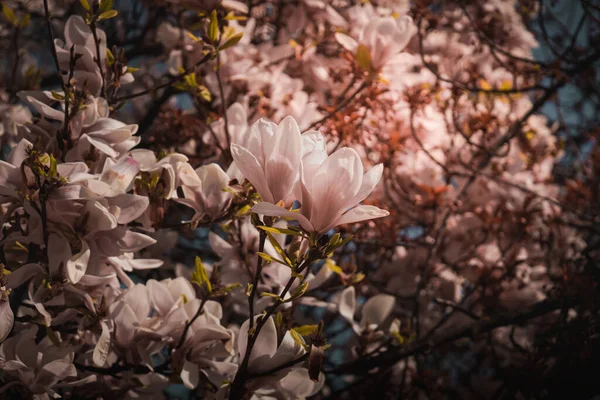 Beautiful Flowers Purple Blooming Magnolia Spring Bloom Magnolia Trees — Stock fotografie