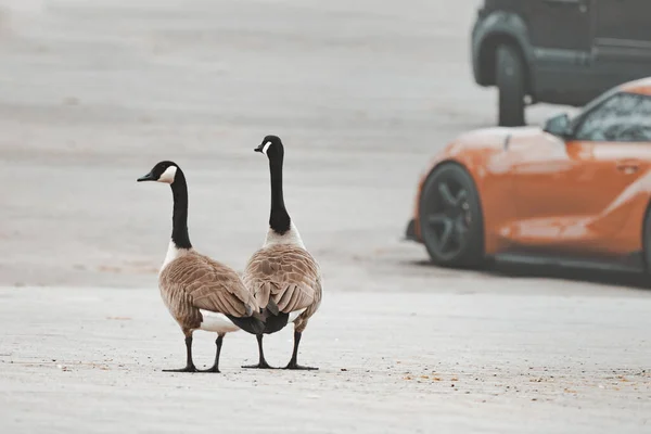 Pair Canadian Goose Parking Lot Curious Geese Cars — Zdjęcie stockowe