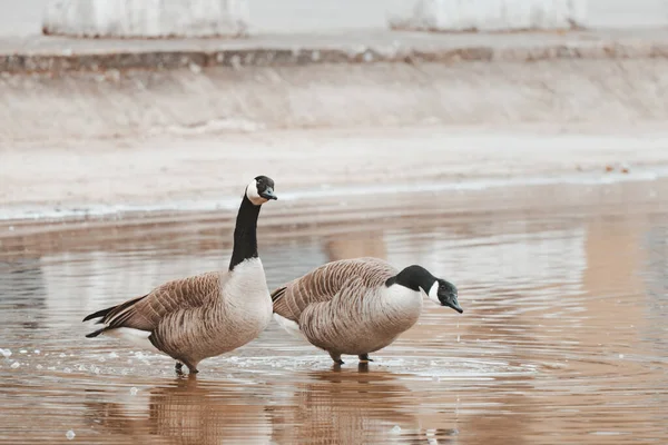 Pair Canadian Goose Sunny Day Pond — Zdjęcie stockowe