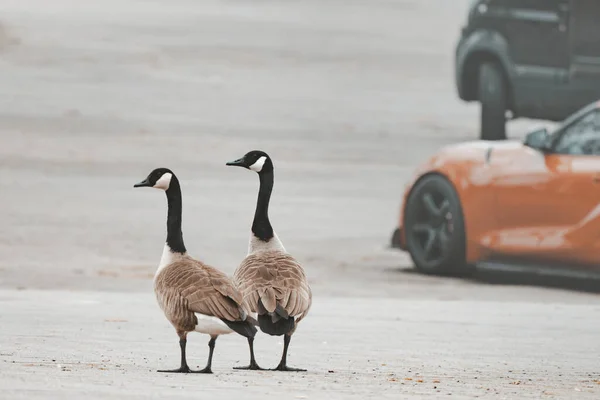 Egy Pár Kanadai Liba Parkolóban Különös Libák Autók Között — Stock Fotó