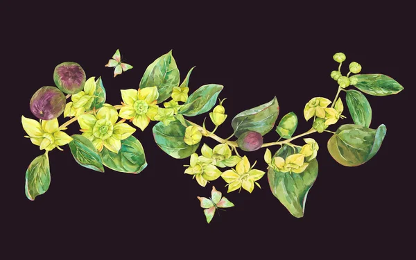 Acuarela Flores Amarillas Verano Ilustración Floral Botánica Sidr Tarjeta Felicitación — Foto de Stock