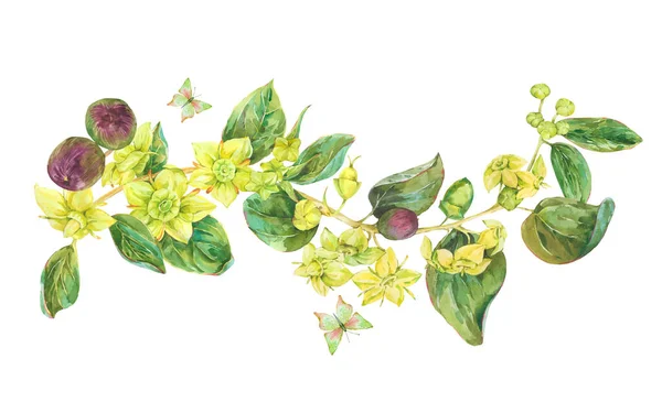 Watercolor Summer Yellow Flowers Botanical Sidr Floral Illustration Vintage Greeting — 스톡 사진