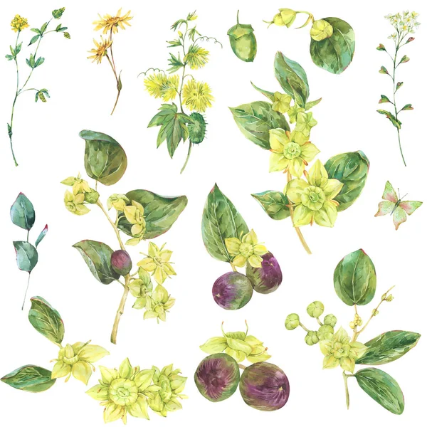 Suluboya yazlık sarı çiçekler. Botanik Sidr çiçek illüstrasyonu, klasik doğal koleksiyon