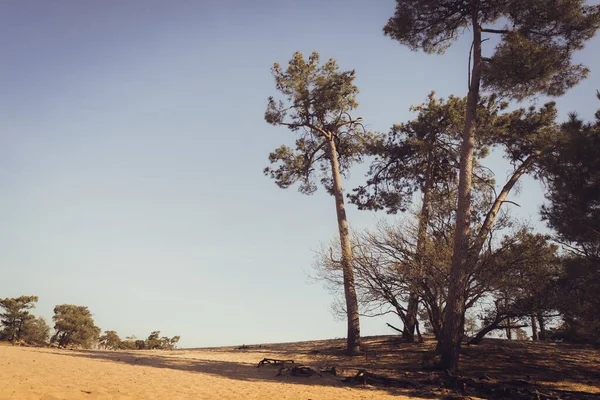 Desert Pine Trees National Park Loonse Drunense Duinen Udenhout Netherland — Fotografia de Stock