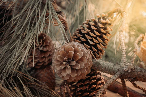 Huge Spruce Pine Cones Close Copy Space Sunny Day — стоковое фото