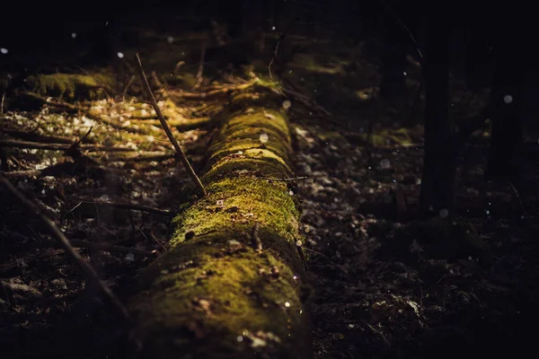Fallen Tree Dark Forest Green Moss Mystical Forest Goblincore Nature — Fotografia de Stock