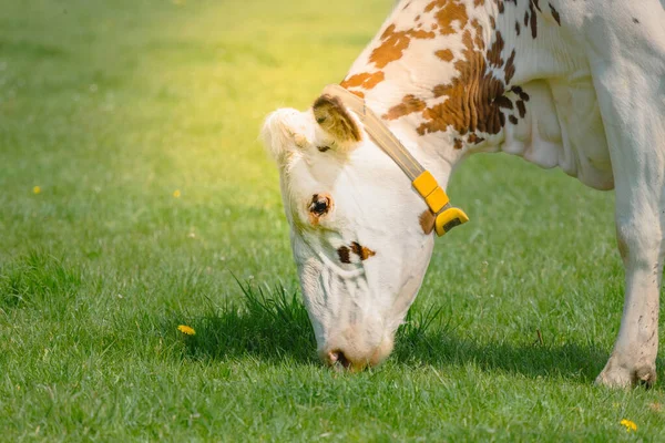 Cow Grazing Chewing Grass Sunny Day Farm Animals — 스톡 사진