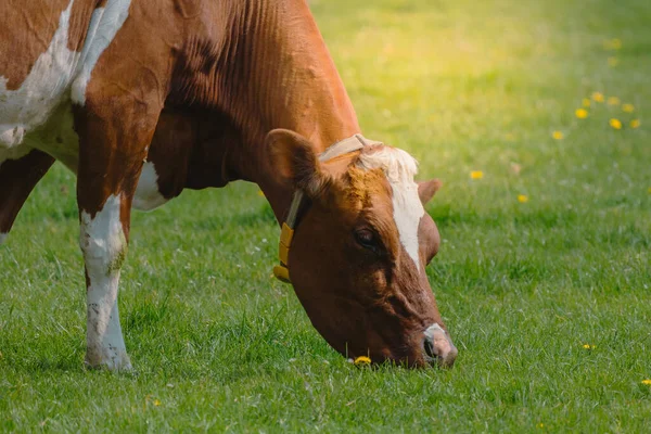 Αγελάδα Βόσκηση Και Μάσημα Στο Γρασίδι Μια Ηλιόλουστη Μέρα Ζώα — Φωτογραφία Αρχείου