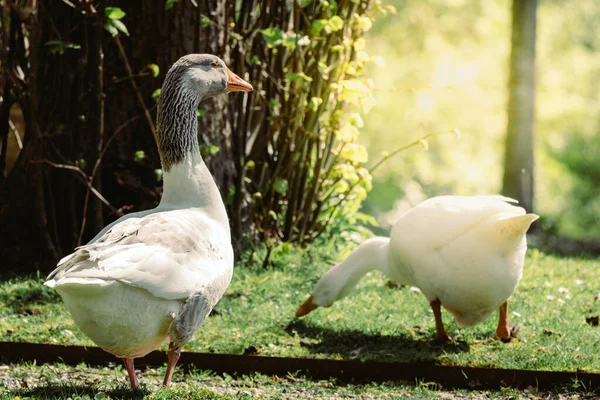 White Geese Green Grass Sunny Day — Zdjęcie stockowe