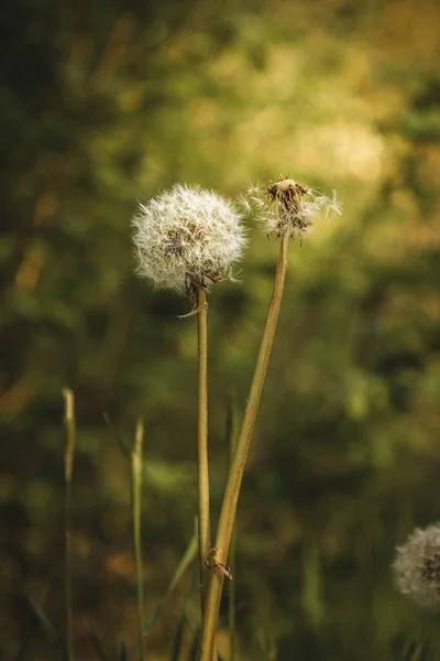 Fleurs Pissenlit Boule Blanche Ferment Vers Haut Coucher Soleil — Photo