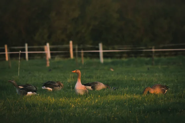 Gansos Grises Sobre Hierba Verde Una Luz Del Atardecer Campo —  Fotos de Stock