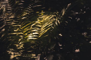Büyülü orman, büyülü eğrelti otları. Yeşil cadı bitkileri, mistik orman arka planı, çayır çiçekleri.