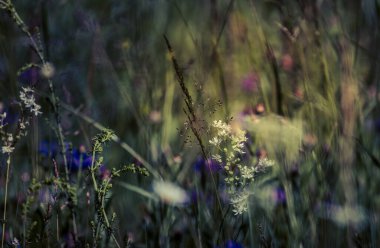 Büyülü orman, büyülü eğrelti otları. Yeşil cadı bitkileri, mistik orman arka planı, çayır çiçekleri.