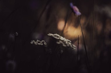 Büyülü orman, büyülü eğrelti otları. Yeşil cadı bitkileri, mistik orman arka planı, çayır çiçekleri.