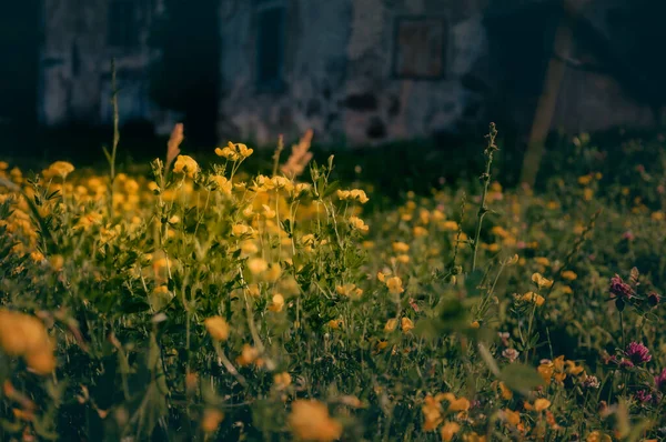 Yellow Wildflowers Abandoned Garden Summertime Aesthetic Photo — Stock fotografie