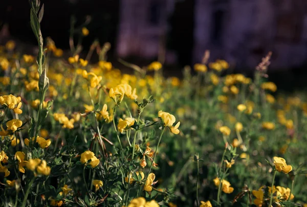 Yellow Wildflowers Abandoned Garden Summertime Aesthetic Photo — Stock fotografie