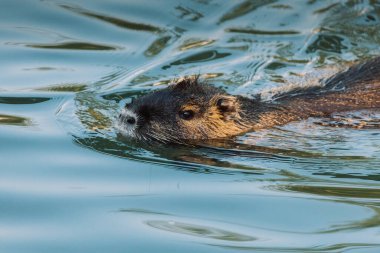 Nutria swimming in the river. City river with nutrias