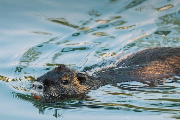 Nutria swimming in the river. City river with nutrias