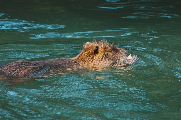 Nutria swimming in the river. City river with nutrias