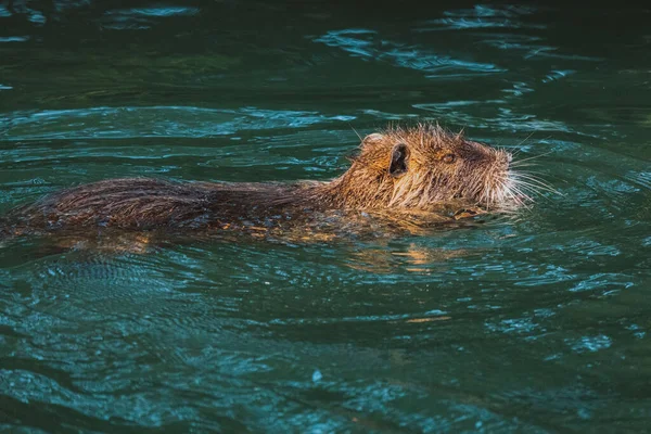 Nutria swimming in the river. City river with nutrias