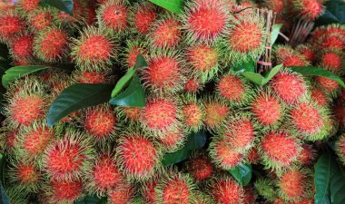 Raw and Fresh rambutans