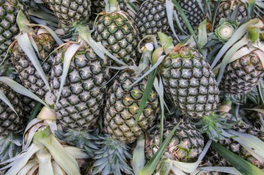 Raw and fresh Pineapples