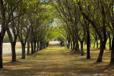 colonnade of trees, tree tunnel
