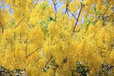Close up yellow flowers or Golden shower bloom in summer