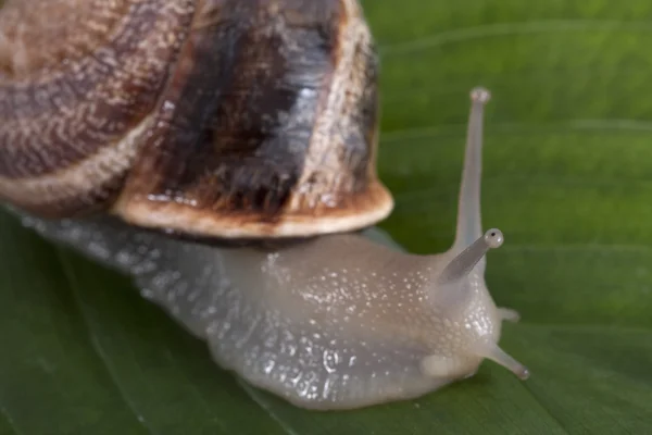 Schnecke . Stockbild