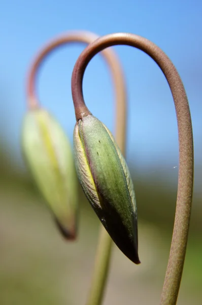 Duo. — Stockfoto