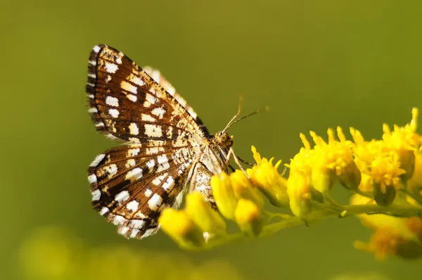 Bright butterfly on a yellow wildflower. — Stock Photo, Image