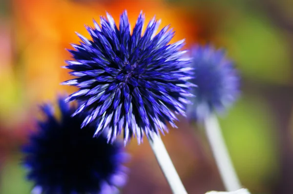 parlak mavi küresel çiçek.