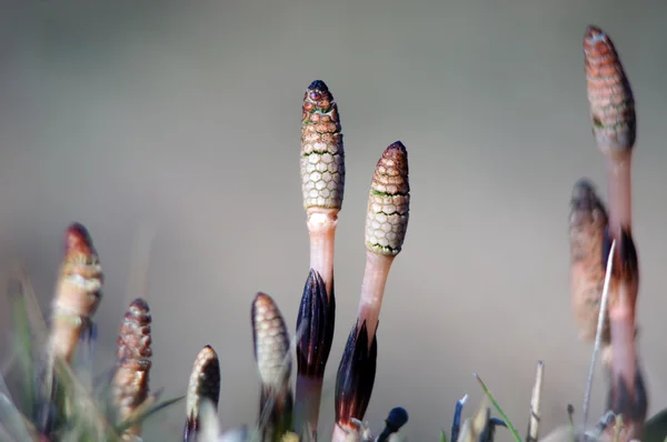 Puzzlegrass, snake grass or horsetail. — Stock Photo, Image
