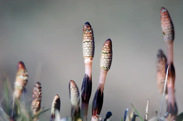 Puzzlegrass, orm gräs eller åkerfräken. — Stockfoto