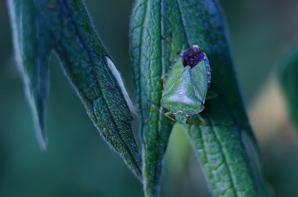 グリーンシールドバグ(Palomena prasina). — ストック写真