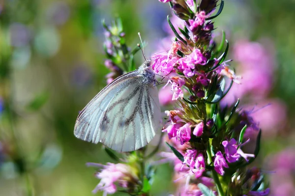 Branco de veios verdes (Pieris napi ). — Fotografia de Stock