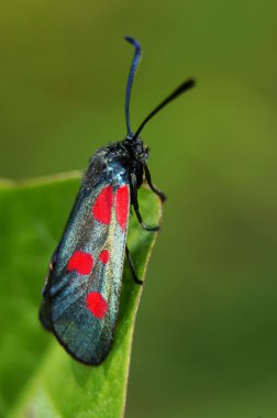 Altı noktalı burnet (zygaena filipendulae).