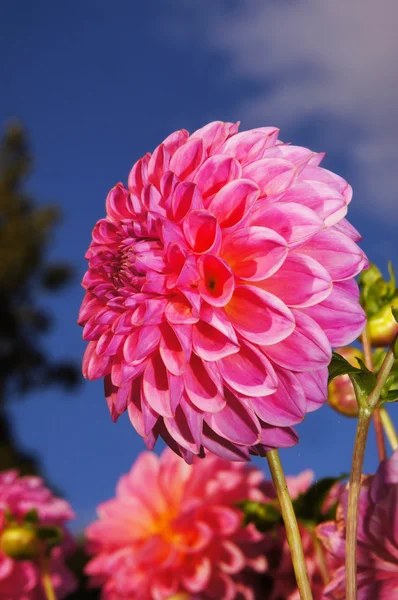 The beauty of flowers - purple dahlia. — Stock Photo, Image