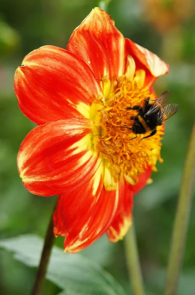 A beleza das flores - dália vermelha e amarela com uma abelha . — Fotografia de Stock