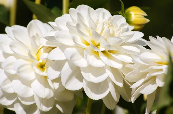 The beauty of flowers - white dahlia. — Stock Photo, Image