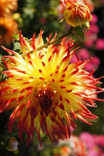 The beauty of flowers - yellow with red dahlia. — Stock Photo, Image