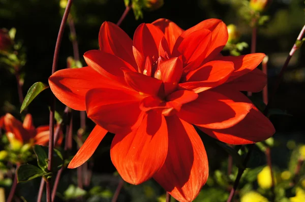 The beauty of flowers - scarlet dahlia. — Stock Photo, Image