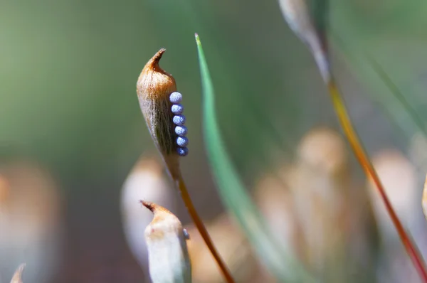 Groentje (callophrys rubi) eieren op een capsule van de sporen van het insect mos (buxbaumia). — Stockfoto