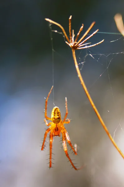 Aranha elástica (tetragnatha ). — Fotografia de Stock