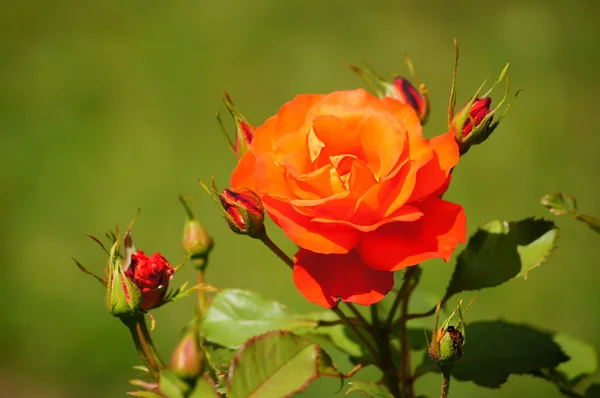 Μια ομορφιά λουλούδια - κόκκινο τριαντάφυλλο. — Φωτογραφία Αρχείου